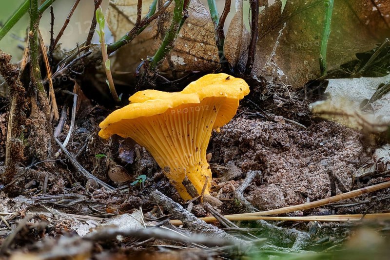Close-up of a yellow chanterelle mushroom between pine needles on the forest floor