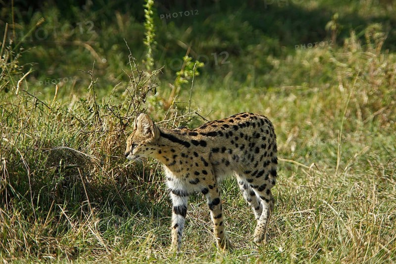 Serval (leptailurus serval), Adult, Masai Mara Park in Kenya