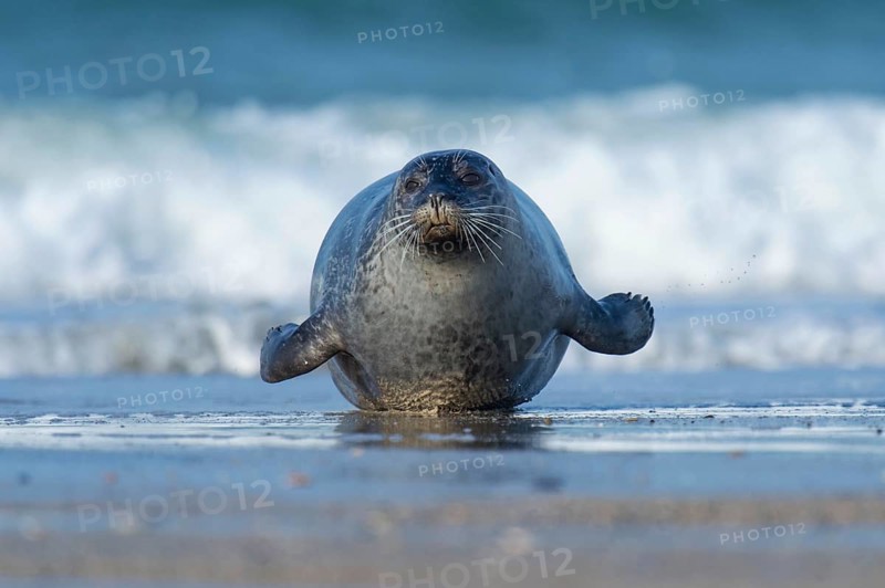 Harbor seal (Phoca vitulina), Heligoland, Schleswig-Holstein, Germany, Europe
