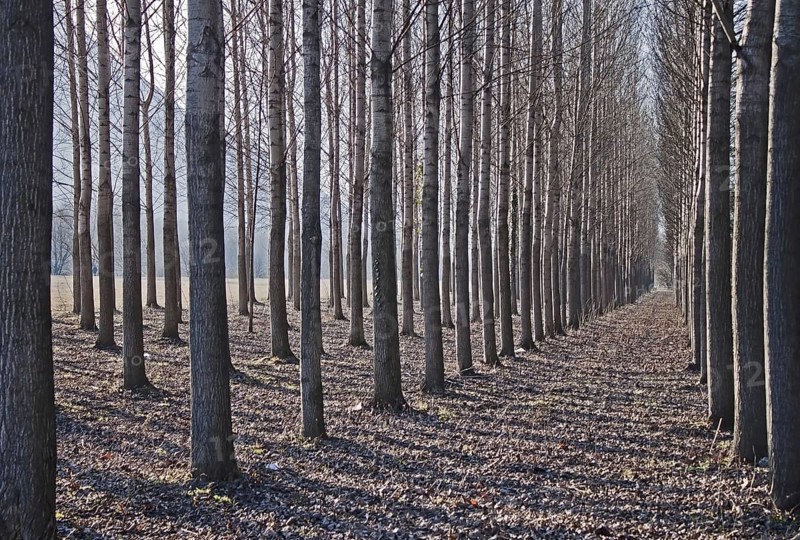 Birches, monoculture, Switzerland, Europe