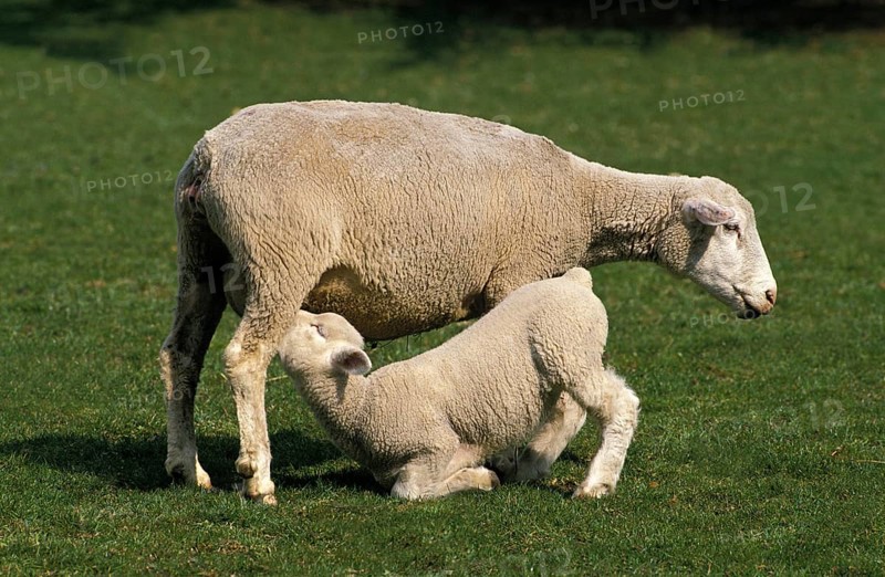 ILE DE FRANCE SHEEP, A FRENCH BREED, LAMB SUCKLING SHEEP