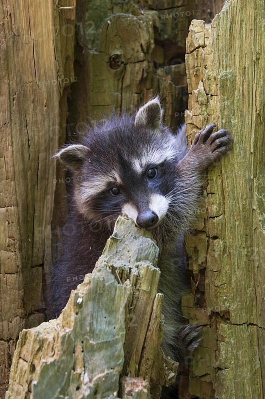 Raccoon (Procyon lotor) , Young animal, Lower Saxony, Germany, Europe