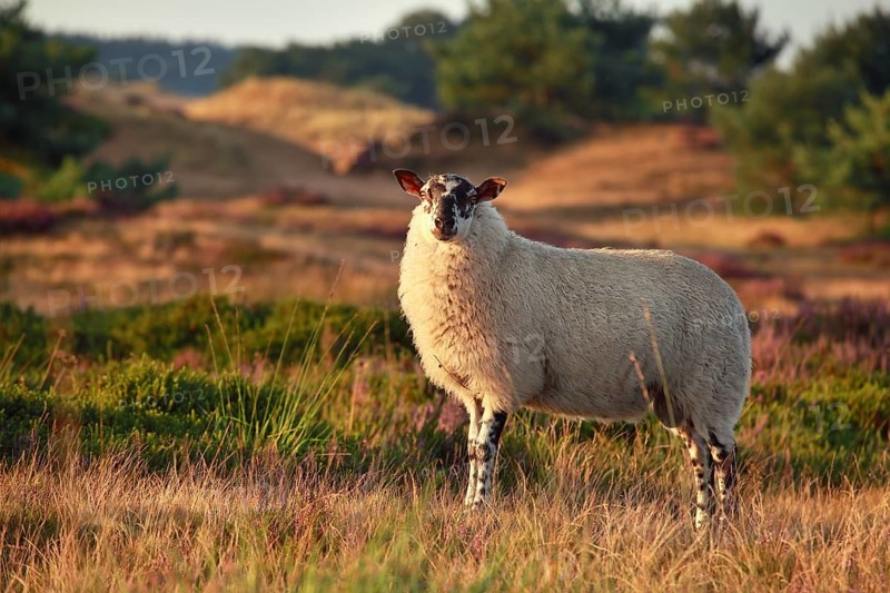 Sheep on hill with heather in sunset sunlight