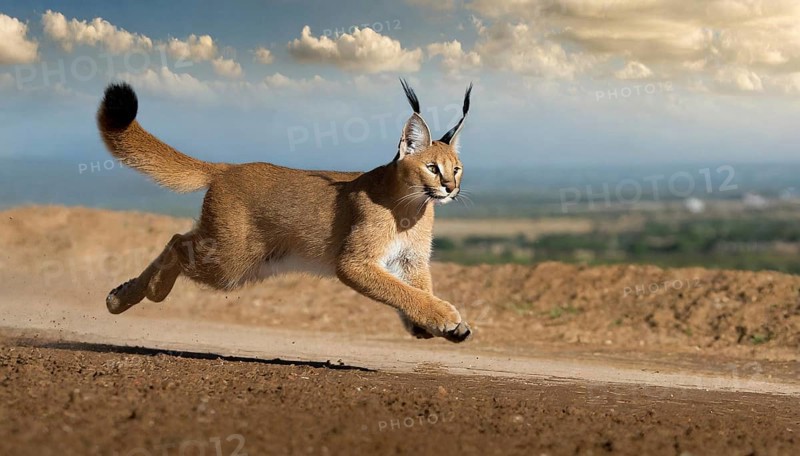 AI generated, animal, animals, mammal, mammals, biotope, habitat, a, individual animal, foraging, wildlife, Africa, South Africa, Asia, Central Asia, steppes, cat, cats, predator, caracal, desert lynx, caracal caracal), hunts. jumps, joie de vivre, Africa