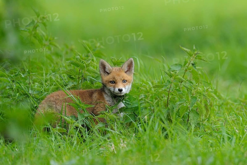 Fox cub, Vulpes vulpes, Germany, Europe