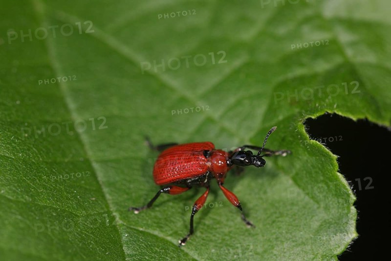 Hazel leaf roller
