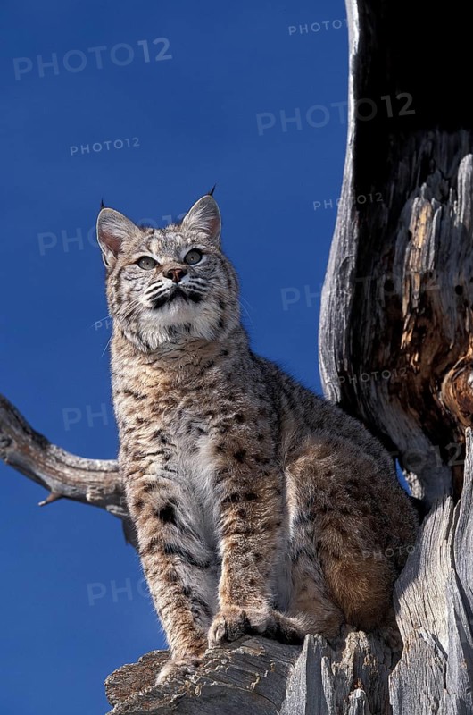BOBCAT (lynx rufus), ADULT ON TREE, LOOKING AROUND, CANADA