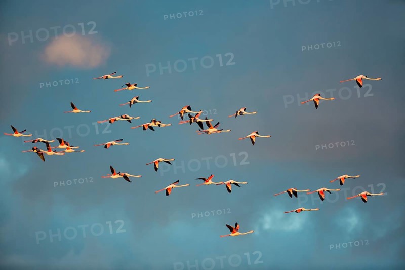 Greater Flamingos (Phoenicopterus roseus), in flight, Camargue, France, Europe