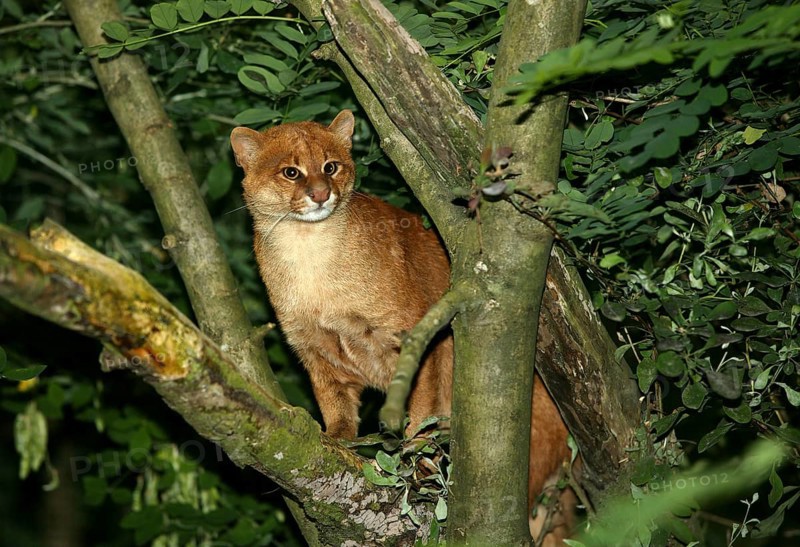 Jaguarundi, herpailurus yaguarondi, Adult standing on Branch
