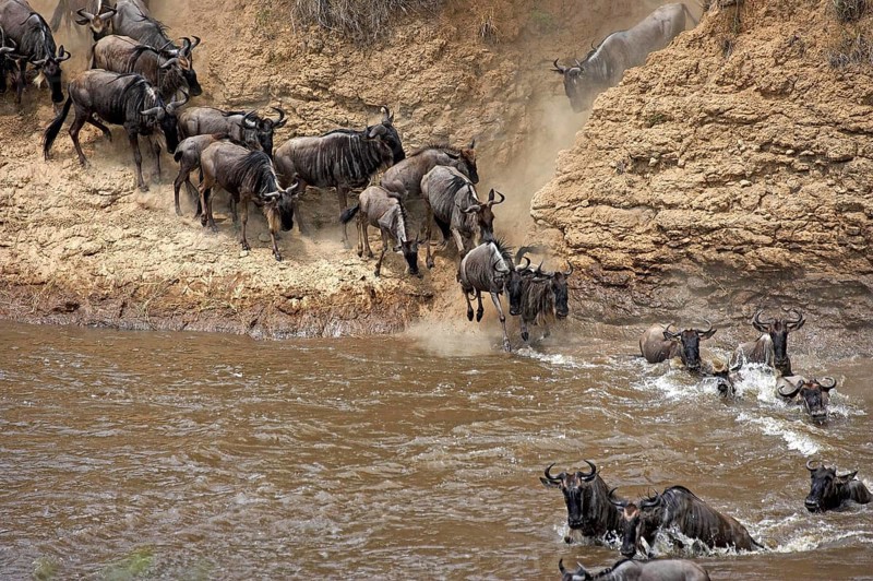Blue Wildebeest (connochaetes taurinus), Herd migrating, Crossing Mara River, Masai Mara Park in Kenya
