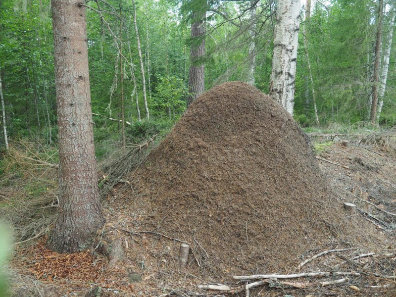 Large anthill in Värmland in Sweden