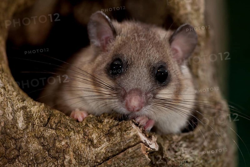 Edible dormouse (Glis glis) Rhineland-Palatinate, Germany, Europe
