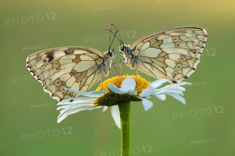 Marbled white (Melanargia galathea), Ox-eye daisy (Leucanthemum vulgare), two, North Rhine-Westphalia, Germany, Europe