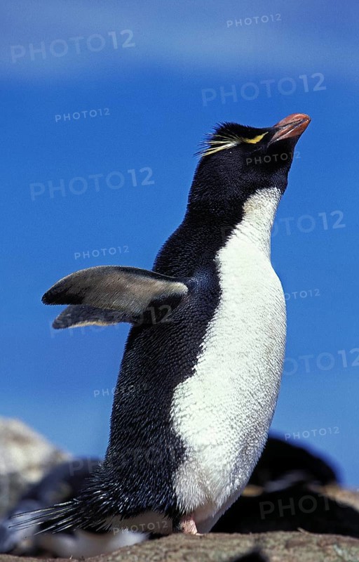 ROCKHOPPER southern rockhopper penguin (eudyptes chrysocome), ADULT, ANTARCTICA