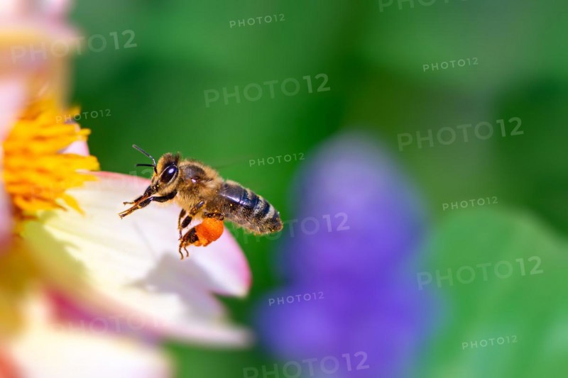 Honeybee flying to a pink flower blossom