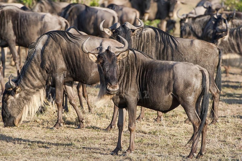 Wilderbeast, Gnu (Connochaetes taurinus)