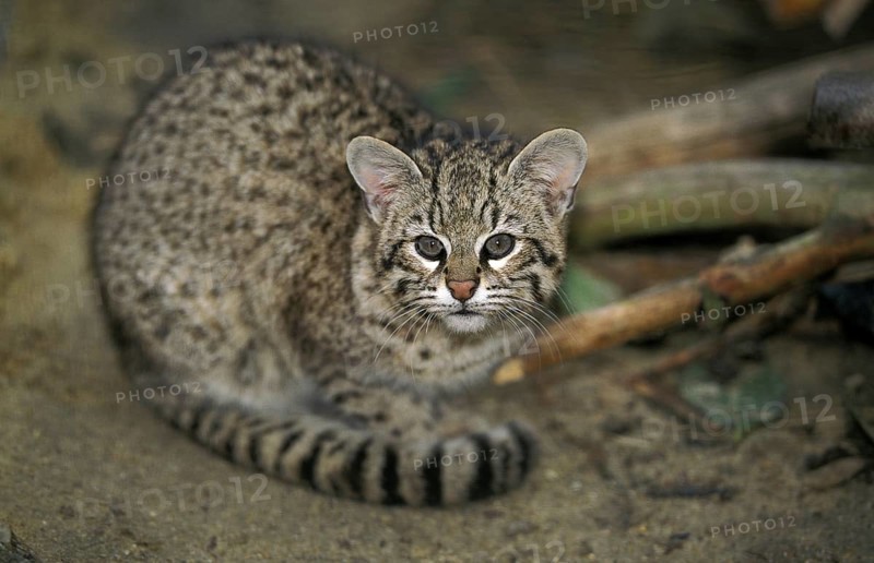 Geoffroy's cat, oncifelis geoffroyi, adult