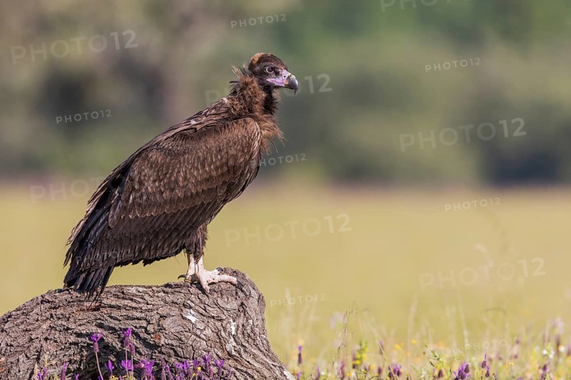 Cinerous vulture, Black vulture (Aegypius monachus), Spain, Europe