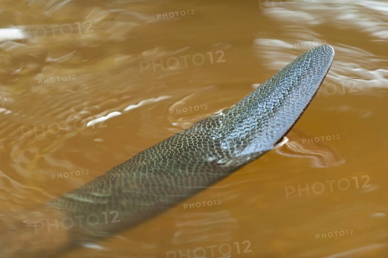 European beaver (Castor fiber), tail, Rosenheim, Bavaria, Germany, Europe