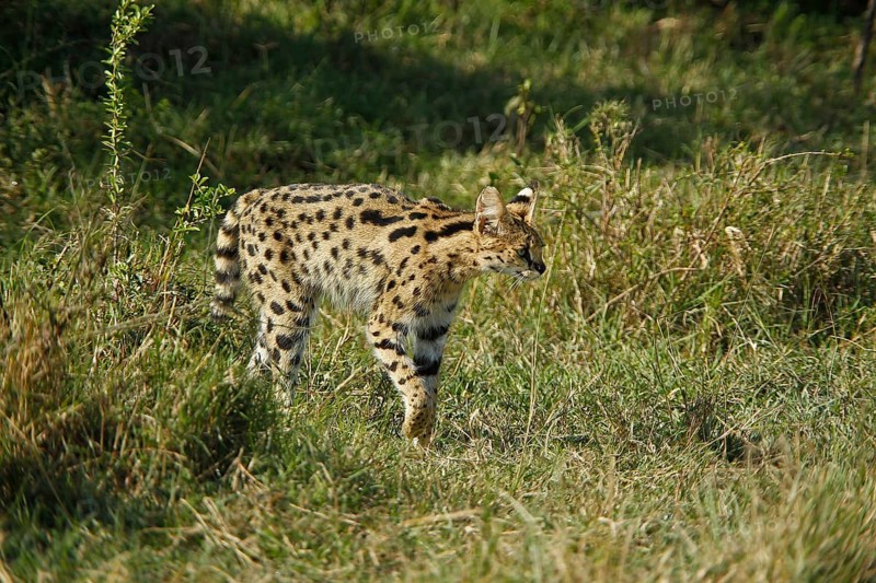 Serval (leptailurus serval), Masai Mara Park in Kenya