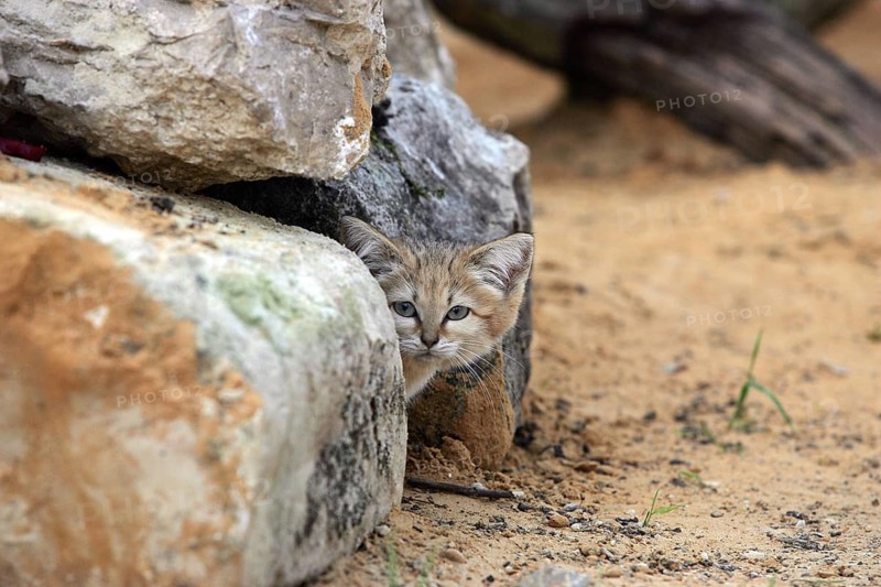 Sand Cat (felis margarita), Adult hidden in Stones