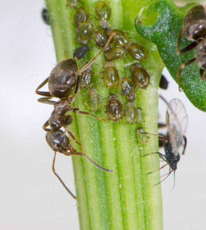 Lice and Ants on the stem of a flower