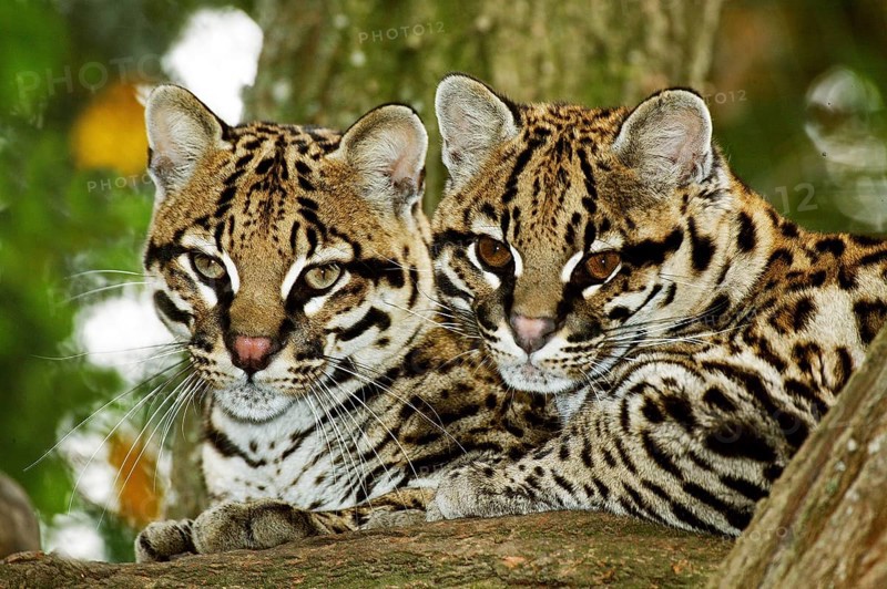 Ocelot (leopardus pardalis), pair of adults lying down on a branch
