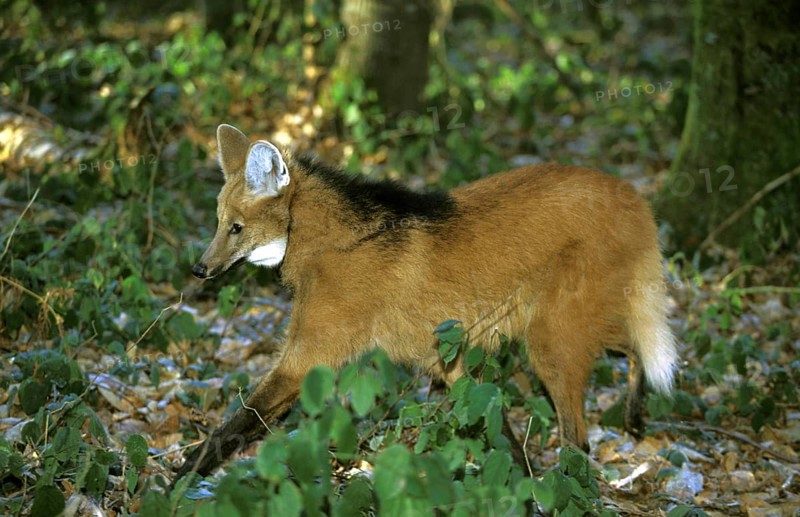 Maned Wolf (chrysocyon brachyurus), Adult
