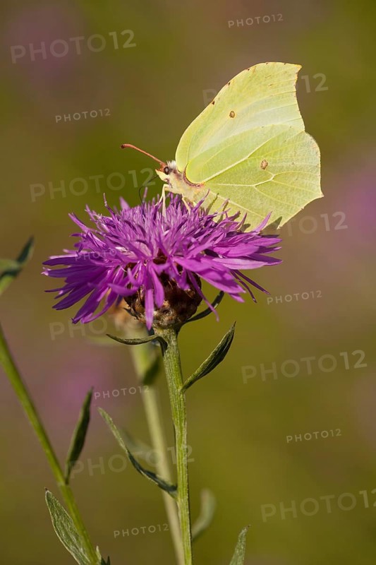 Brimstone (Gonepteryx rhamni), Brown knapweed (Centaurea jacea) Rhineland-Palatinate, Germany, Europe