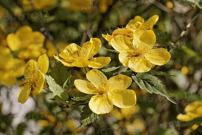 Kerria japonica, Japanese Kerrie