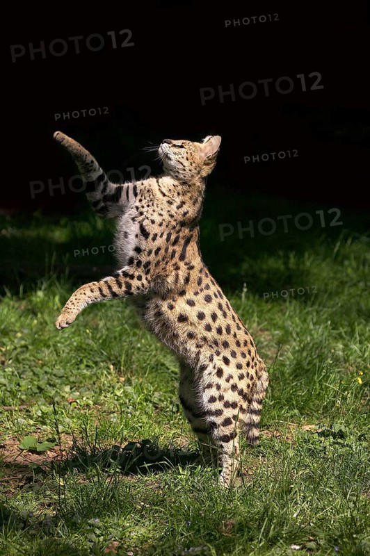 SERVAL (leptailurus serval), ADULT HUNTING, STANDING ON HIND LEGS