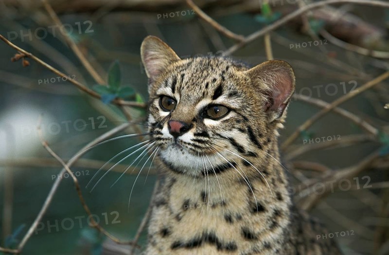 Geoffroy's cat, oncifelis geoffroyi, portrait of an adult