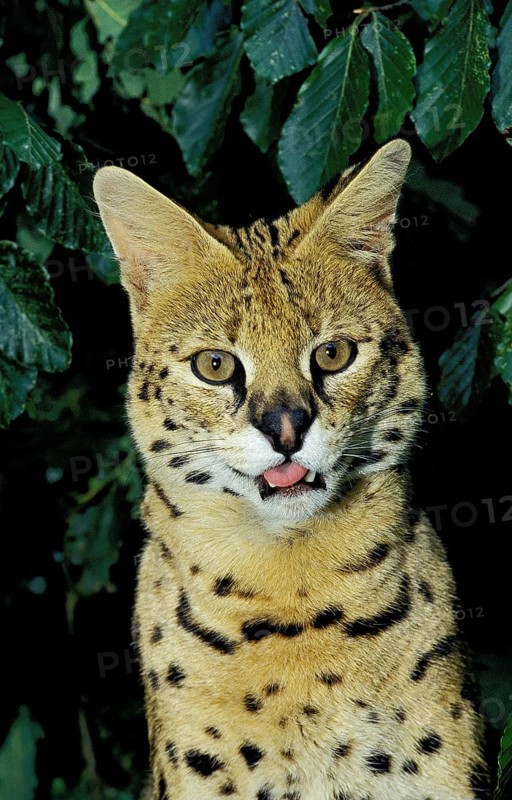 SERVAL (leptailurus serval), PORTRAIT OF ADULT