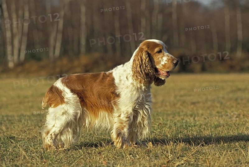 English Cocker Spaniel, Dog standing on Grass