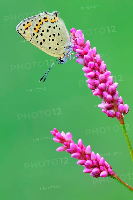 Common blue butterfly (Polyommatus icarus) , laterally, Germany, Europe