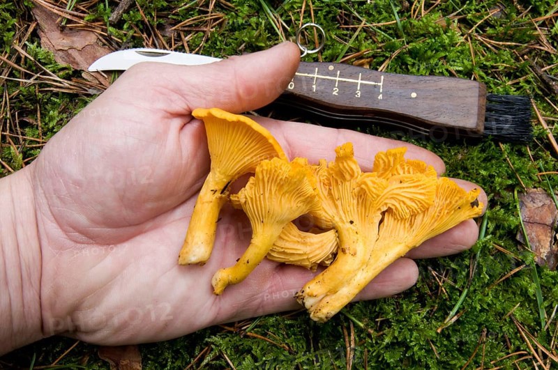 Chanterelle (Cantharellus cibarius), mushroom picking, knife