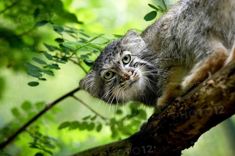Pallas's cat (otocolobus manul) or Pallas' cat, adult on branch