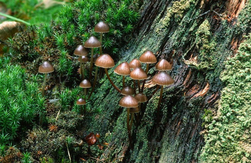 (Mycena stipata) (Mycena alcalina)