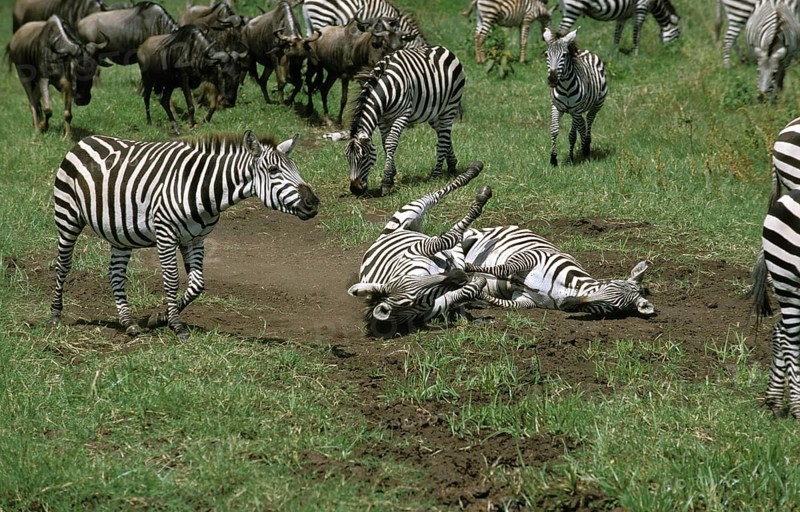 BURCHELL'S ZEBRA (equus burchelli), PAIR HAVING DUST BATH, KENYA