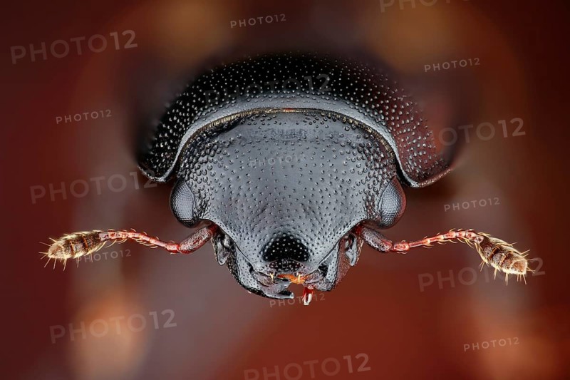 Portrait of a picnic beetle (Glischrochilus quadrisignatus), a species introduced to Europe from North America