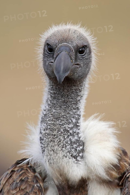 White-backed vulture (Gyps africanus) Serengeti National Park, Tanzania, Africa
