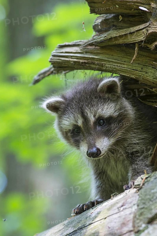 Raccoon (Procyon lotor) , Young animal, Lower Saxony, Germany, Europe