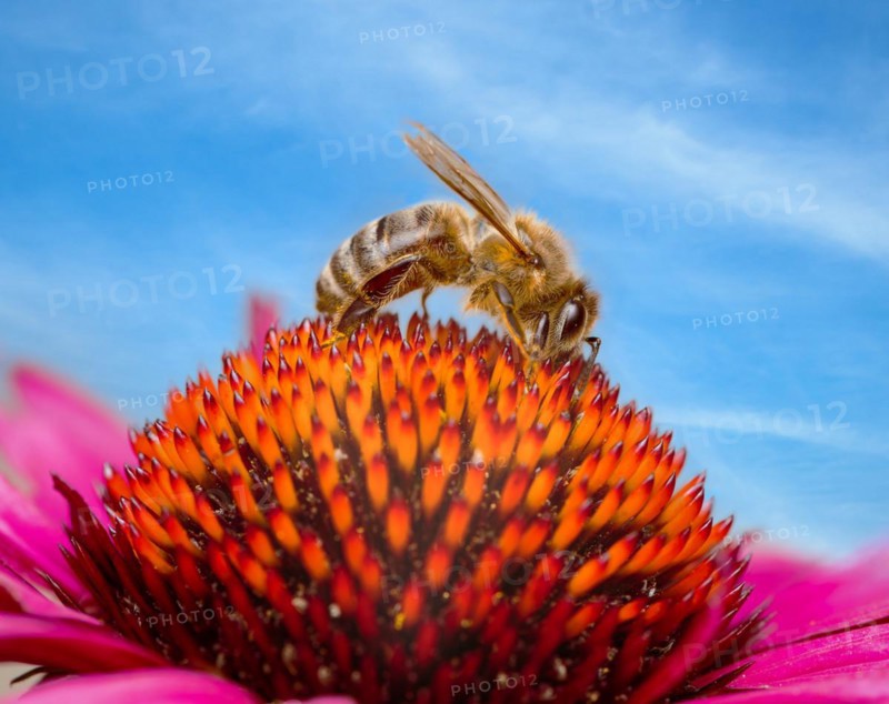 Macro of a bee collecting nectar in an flower blossom (echinacea)