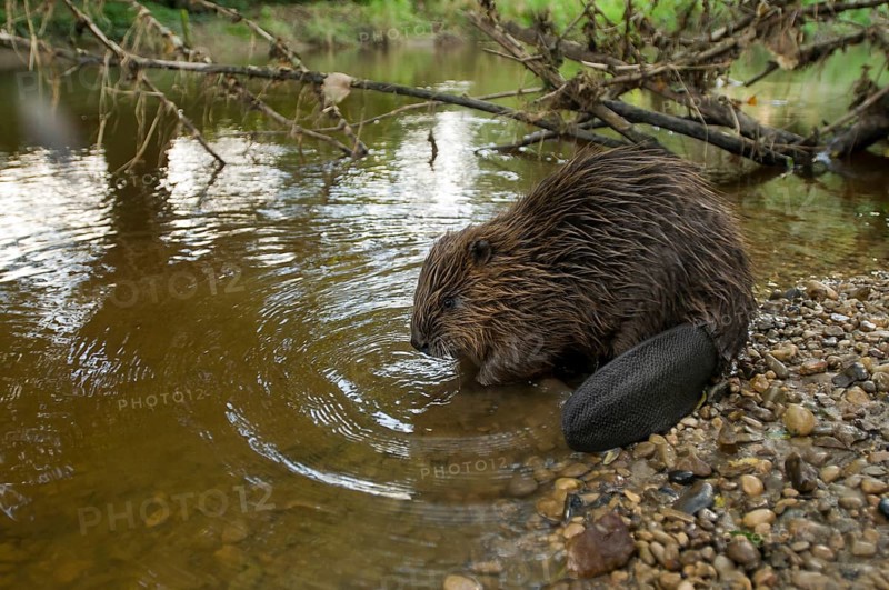 European beaver (Castor fiber), Rosenheim, Bavaria, Germany, Europe