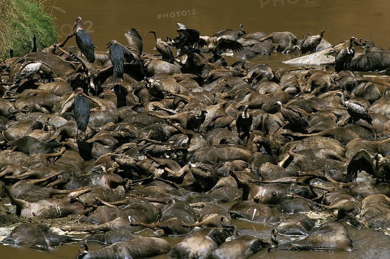 Blue wildebeest (connochaetes taurinus), herd killed crossing the Mara River, Masai Mara Park in Kenya