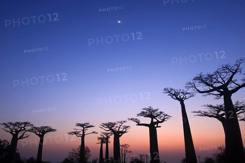 Baobab trees, Morondava, grandidier's baobab (Adansonia grandidieri)