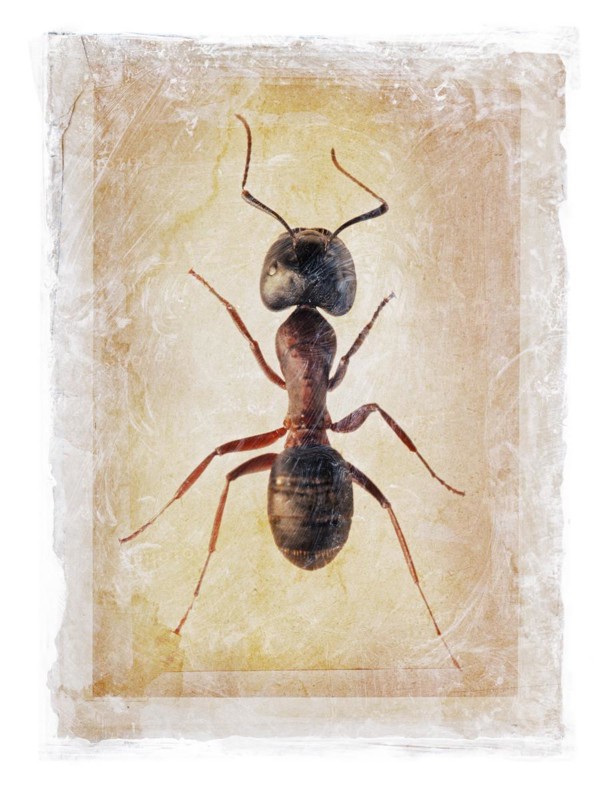 Grunge dirty photomanipulation of an ant