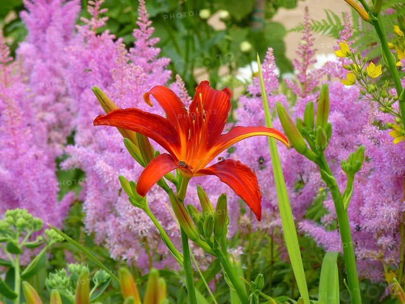 Astilbe flowering in the garden, Prachtspieren (Astilbe), Daylily with Astilbe in the garden, Daylily flowering in the garden, orange day-lily (Hemerocallis fulva), Brown-red daylily, Bahnwärter daylily