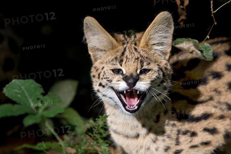 Portrait of Serval (leptailurus serval), Young Snarling