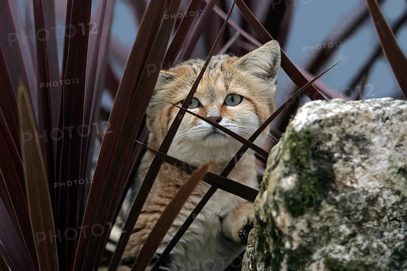Sand Cat (felis margarita), Adult hidden in Bush